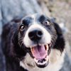 happy black and white dog during dog daycare