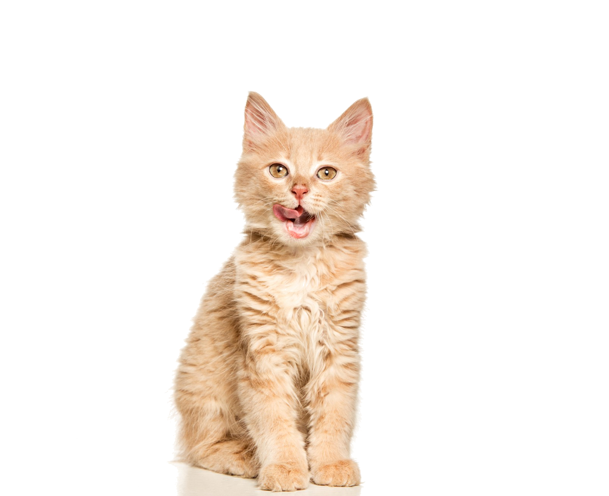 cute ginger cat isolated, cat boarding