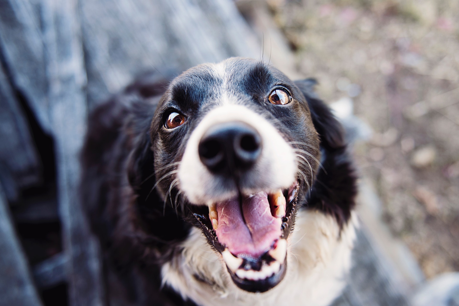 Is Pet Boarding on the Gold Coast Bad For My Dog?