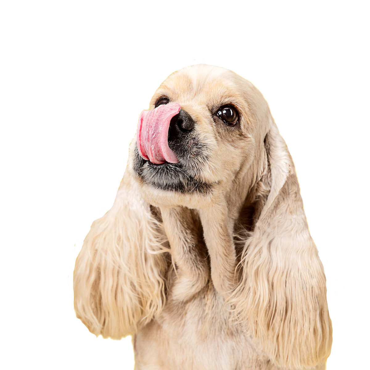 Spaniel Dog licking its nose during dog boarding gold coast